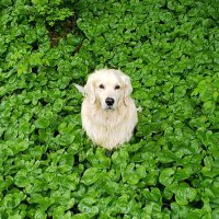 Alaska Aloha #🐝Kind (@aloha_alaska) 's Twitter Profile
