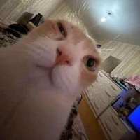 Haicel (@briannahuel999) 's Twitter Profile Photo Haicel (@briannahuel999) 's Twitter Profile Photo