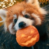 Lia π©Ίπββ¬ VeterinΓ‘ria (@studywliaa) 's Twitter Profile