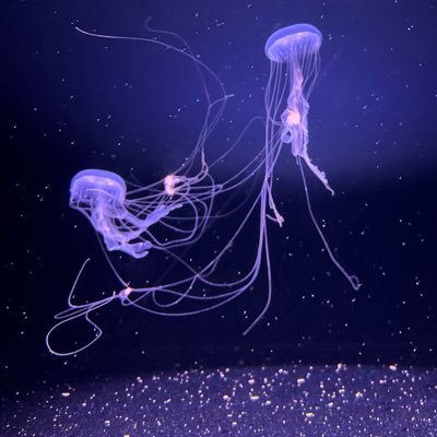 VesmiruVladce's profile picture. 