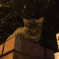 devletialiyye (@devletialiye27) 's Twitter Profile