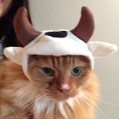 bullishcoincto's profile picture. the cat is bullish. i'm bullish. you're bullish. the market is bullish. everything is bullish. cto is bullish. even the ticker is bullish.