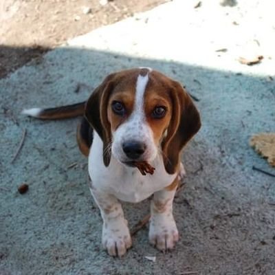 Dataops's profile picture. Lover of board games, animals, nature and meditation.