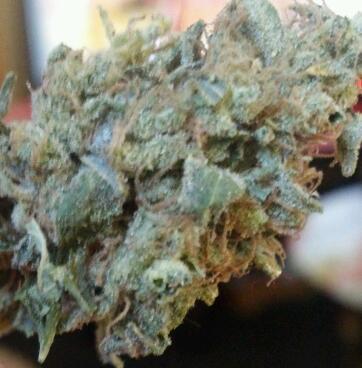 pussy money weed...........OV HV...ALL IN