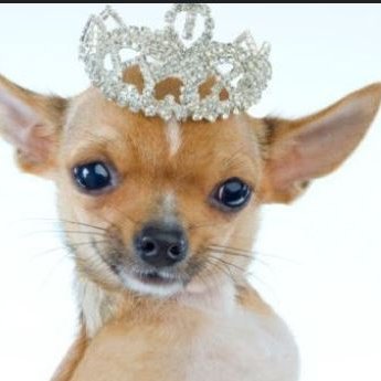 LaughingChiChi's profile picture. American Patriot, Love my people & dogs!!! MAGA FOREVER!