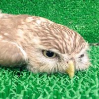 Mammuth CoC (@mammuthcoc) 's Twitter Profile Photo Mammuth CoC (@mammuthcoc) 's Twitter Profile Photo