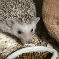 sat (@sat42073671) 's Twitter Profile