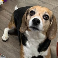 Baxter “The🐶Beagle” Pawlyshyn (@bpawlyshyn) 's Twitter Profile Photo Baxter “The🐶Beagle” Pawlyshyn (@bpawlyshyn) 's Twitter Profile Photo