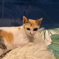 🐈 (@famris) 's Twitter Profile Photo