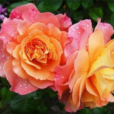 Setsuko54388659's profile picture. CEO/投資家/資産家。昔、ビジネスに失敗し多額の負債を抱える、諦めずに再び起業し数社経営。最近は副業情報をお伝えしたり、私自身お金に苦労した経験から生活に苦しんでいる人を助けたいと思い、少額ですがお金配り企画を実施中。 ここ→https://t.co/R0KUpTN4zl