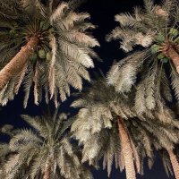 الغيداء (@ghdbiology) Twitter profile photo