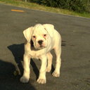 daniel brunetti - @danielbrunetti1 - Twitter