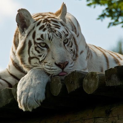 MohamadSy81556's profile picture. A university student currently studying at the University of Hama, Faculty of Veterinary Medicine