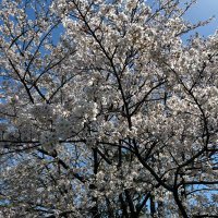 タカヒナ@もうがんばれない (@n7i1akahit) Twitter profile photo