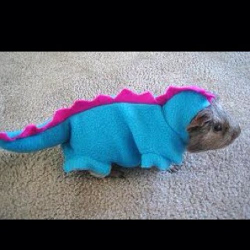 Carlarhewitt's profile picture. 