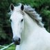 Dr. Horse of Course™ (@floydthehorse36) Twitter profile photo Dr. Horse of Course™ (@floydthehorse36) Twitter profile photo