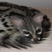 kek (@kemujsxp) 's Twitter Profile