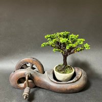 10号鉢(幅30～32cm)の販売｜盆栽鉢の盆栽妙 – 盆栽妙 本店