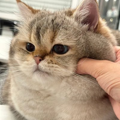 xiong20030428's profile picture. 事已至此 先吃饭吧