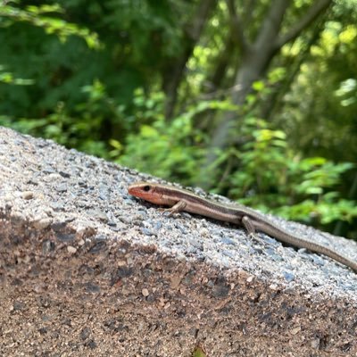 みつやさいだーさんのプロフィール画像