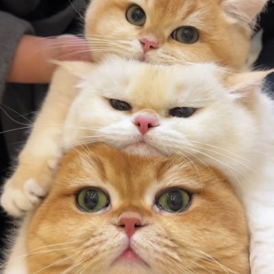 q_1202's profile picture. 寸言だ