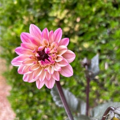 LylesLinda77594's profile picture. 