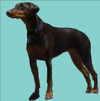 I'm a Doberman Pinscher, and I love to hike, run, chase rabbits and spend time at the dog park. Follow me or I will bark at you.