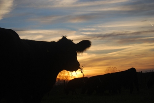 Junior @OhioState studing Agriculture Communications and Animal Science #stockshowlife #advocate