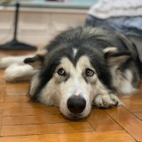 NFTShrimpBabe (@nftshrimpbabe) 's Twitter Profile