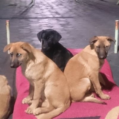 volkanbravo's profile picture. bazı esprilerimin kafası sonradan gelir,
bazıları düz komik değil.

rt/fav might or might not be endorsement, who the fuck you think you are?