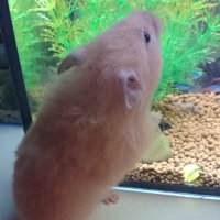 メメちゃん (@megumihara1) 's Twitter Profile