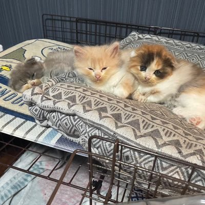 polaris6375's profile picture. 保護猫活動もしてて5匹の猫と暮らしてるよ😽