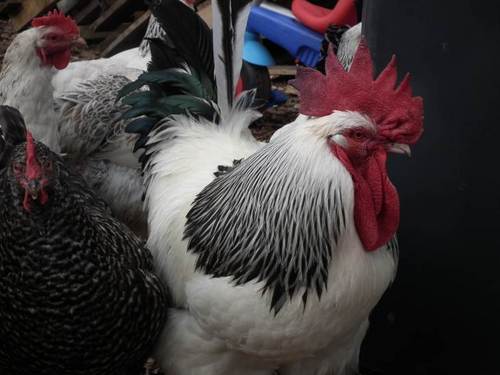 HempsalsFarm's profile picture. Hempsals Community Farm: providing veg, eggs, meat and a lot of fun to a community of twenty families in Cambridgeshire