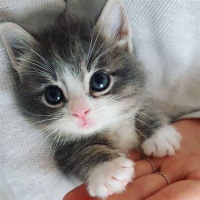 @focestmoi1