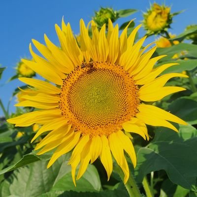 hinoさんのプロフィール画像