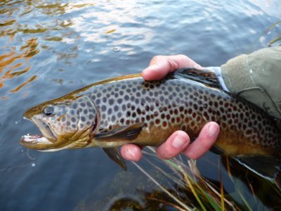 We represent the members of Trout Unlimited throughout Central Alberta
