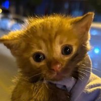 Comte de la Bécasse (@de_becasse) 's Twitter Profile