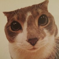 rat_bastard (@spitefill) 's Twitter Profile