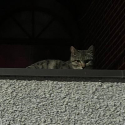 A1M Profile