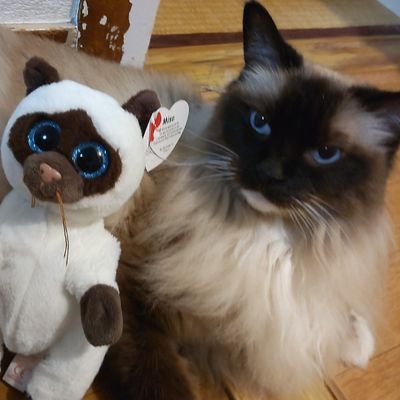 めろでぃーぬ子さんのプロフィール画像