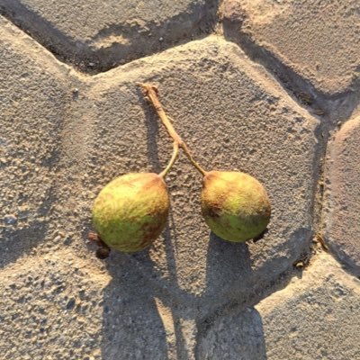 kaanchkatukda's profile picture. i ate apple