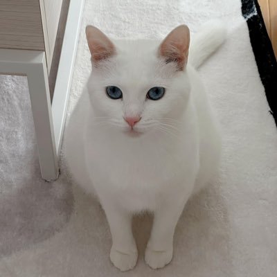 rinarina_room's profile picture. 犬ちゃん🐕猫ちゃん🐈大好きです❤️楽天ROOMに気になった物、買って良かった物を紹介していきます。もし良かったらいいねやフォローお願いします😃失礼な事していたらすみません🙇‍♀️楽天ROOM & Twitter 共々よろしくお願いします😊