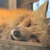 稲荷🦊 (@a_k_a_kitsune) Twitter profile photo 稲荷🦊 (@a_k_a_kitsune) Twitter profile photo