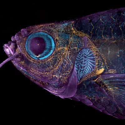 Science, zebrafish, aquaculture, blood vessels and imaging 🔬. Views my own.