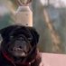 Babubhai (@babubhaithepug) Twitter profile photo Babubhai (@babubhaithepug) Twitter profile photo