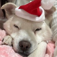 aurora ♫︎ (@kstar_o_c) 's Twitter Profile