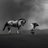 shuga_ayantola's profile image