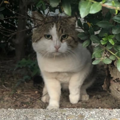 rakan01593877's profile picture. 白猫とグラブルの日記帳