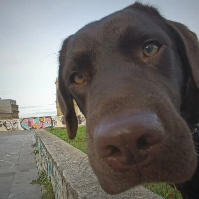 NiktowCode's profile picture. 