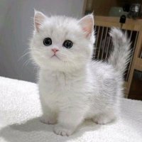 UNKNOWN VIDEO BOY (@unknownvideoboy) 's Twitter Profile Photo